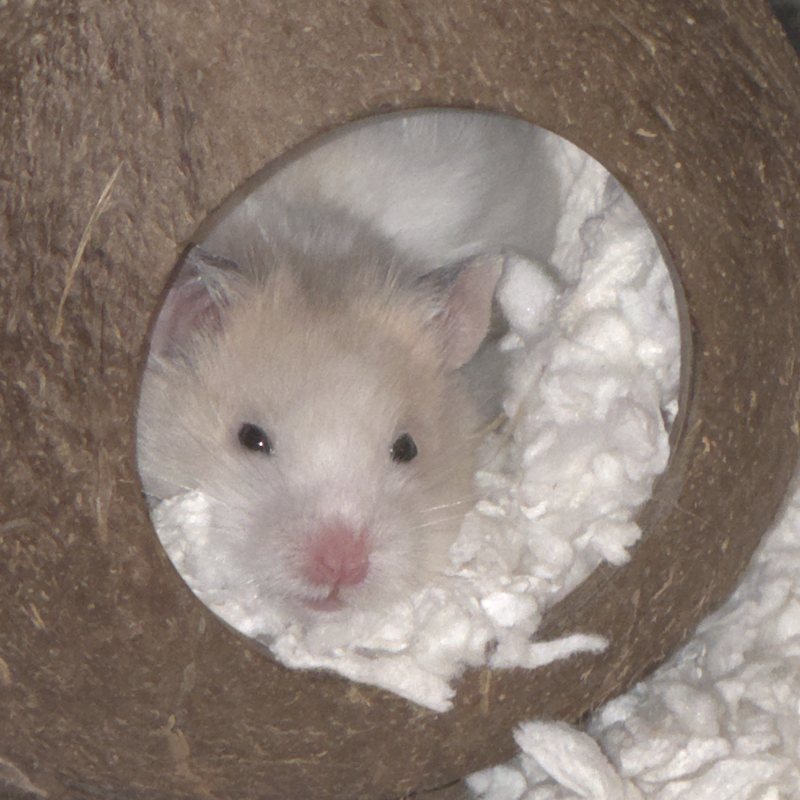 Guga peeking out of a coconut hideout